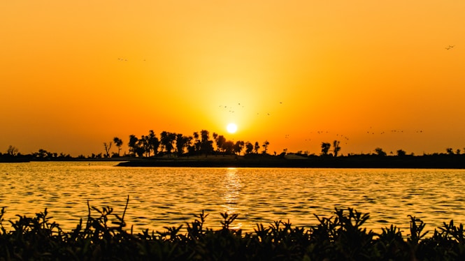 silhouette of birds flying over the sea during sunset