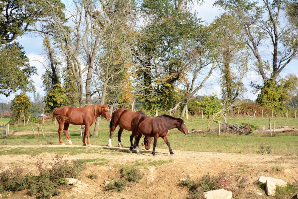 cavalo marrom no campo marrom durante o dia