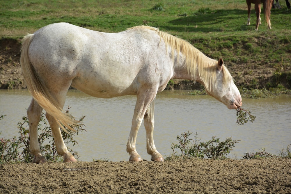 cavalo branco em solo marrom durante o dia