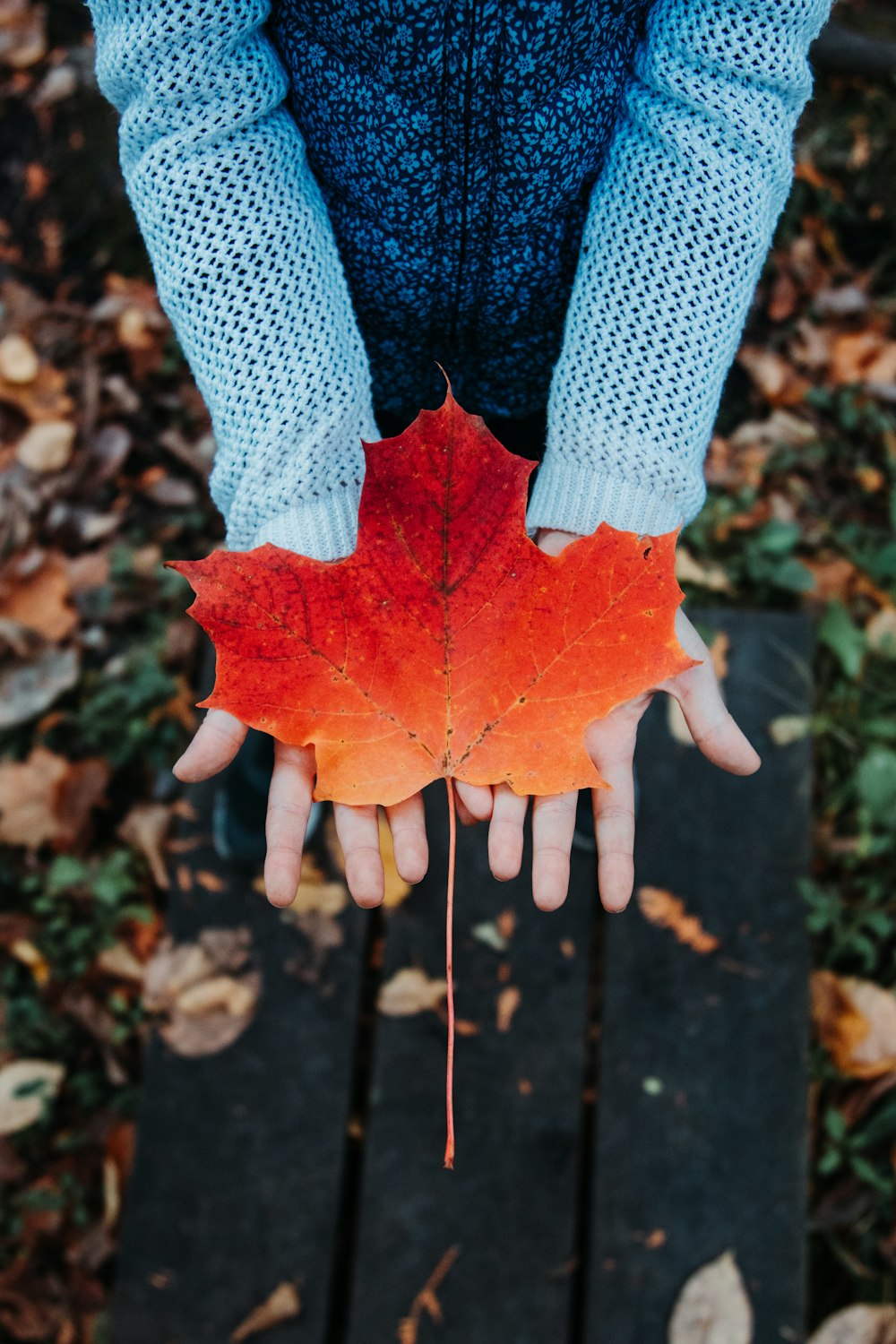 person in blue and white long sleeve shirt holding red maple leaf