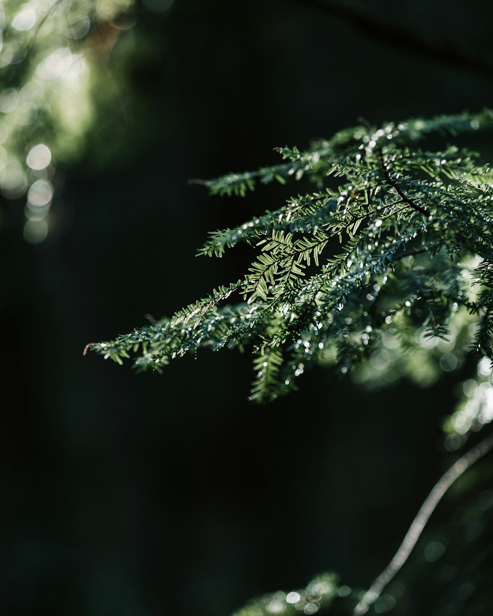 green leaves in tilt shift lens