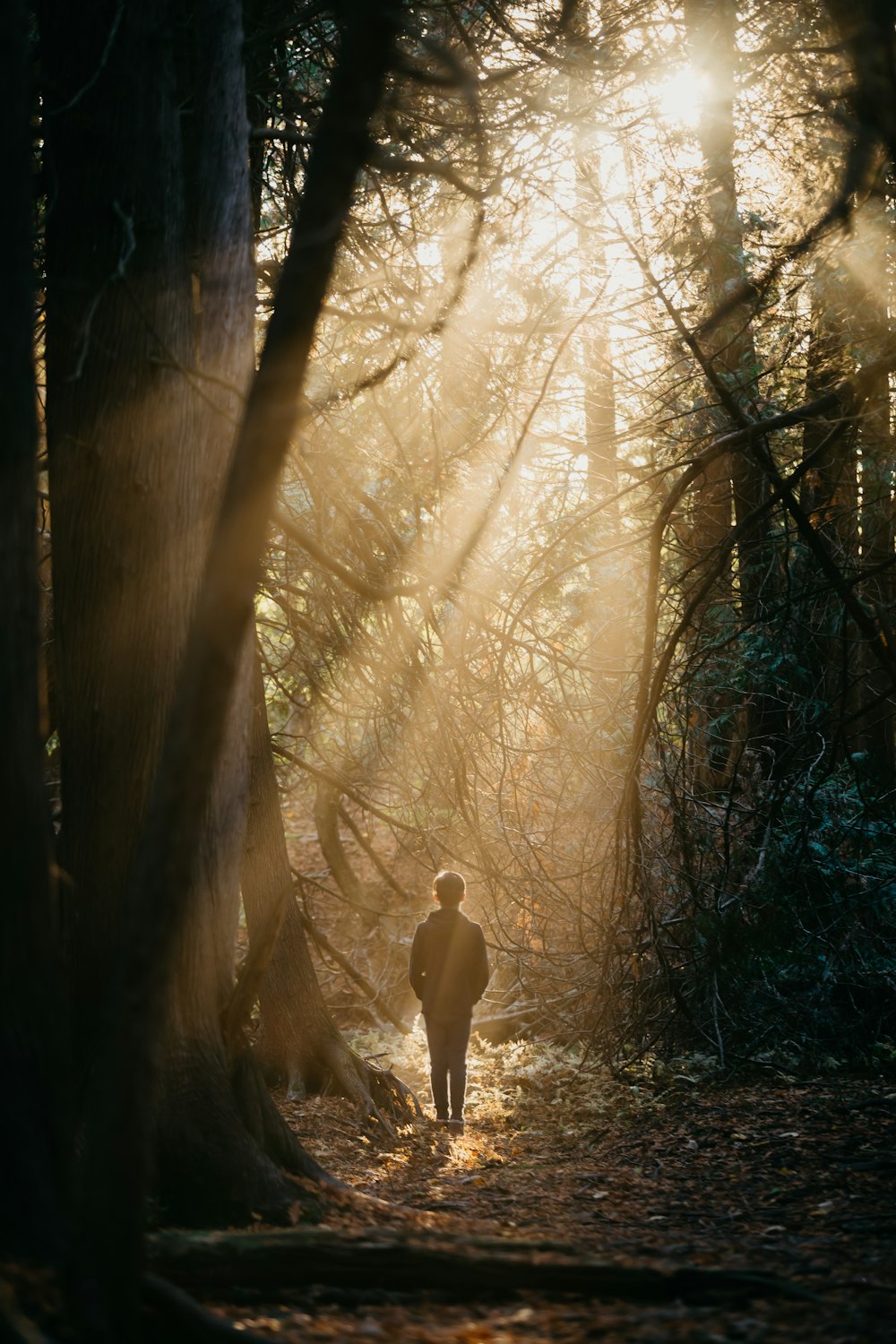 person in white hoodie standing in the woods during daytime