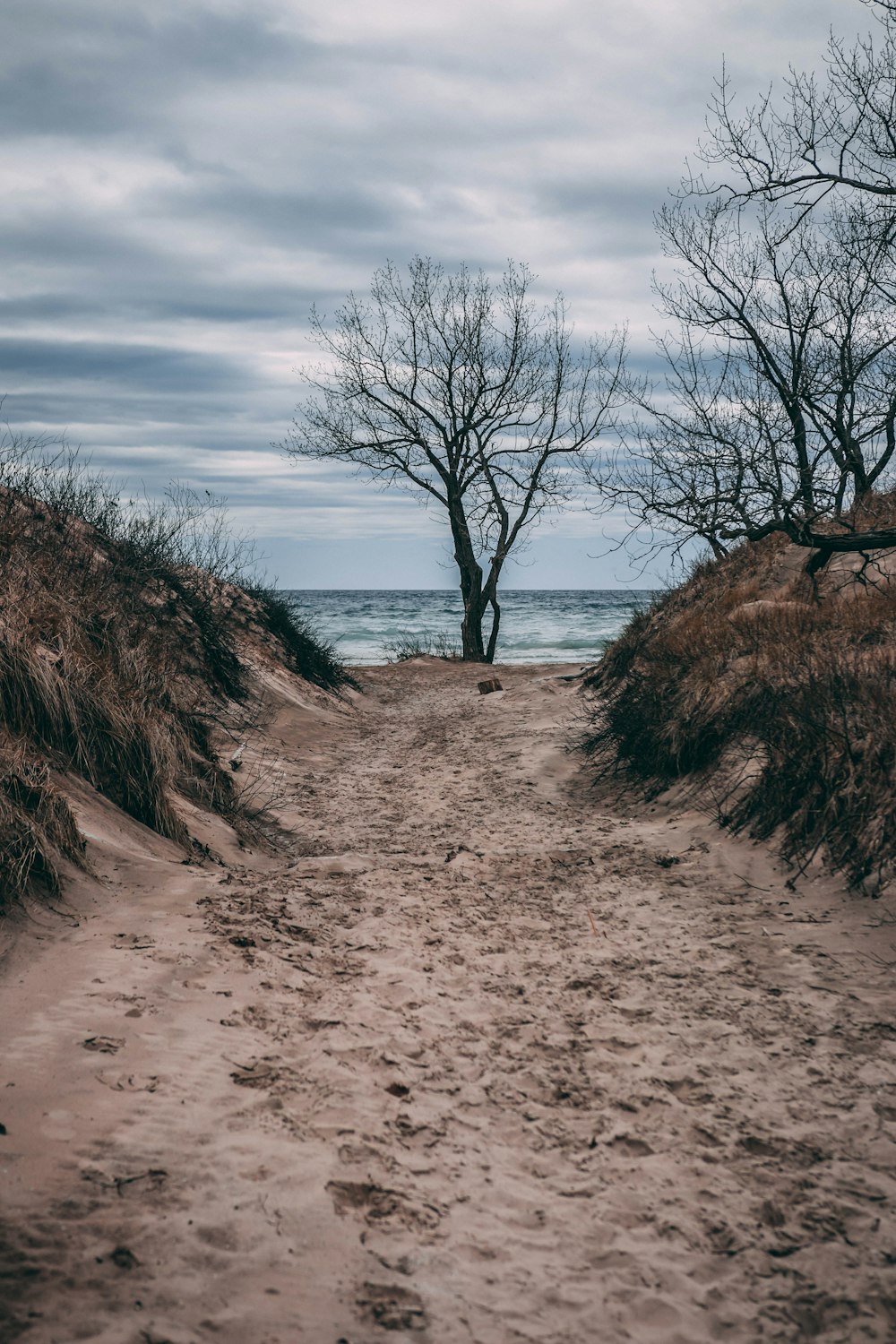 bare tree on brown sand near body of water during daytime