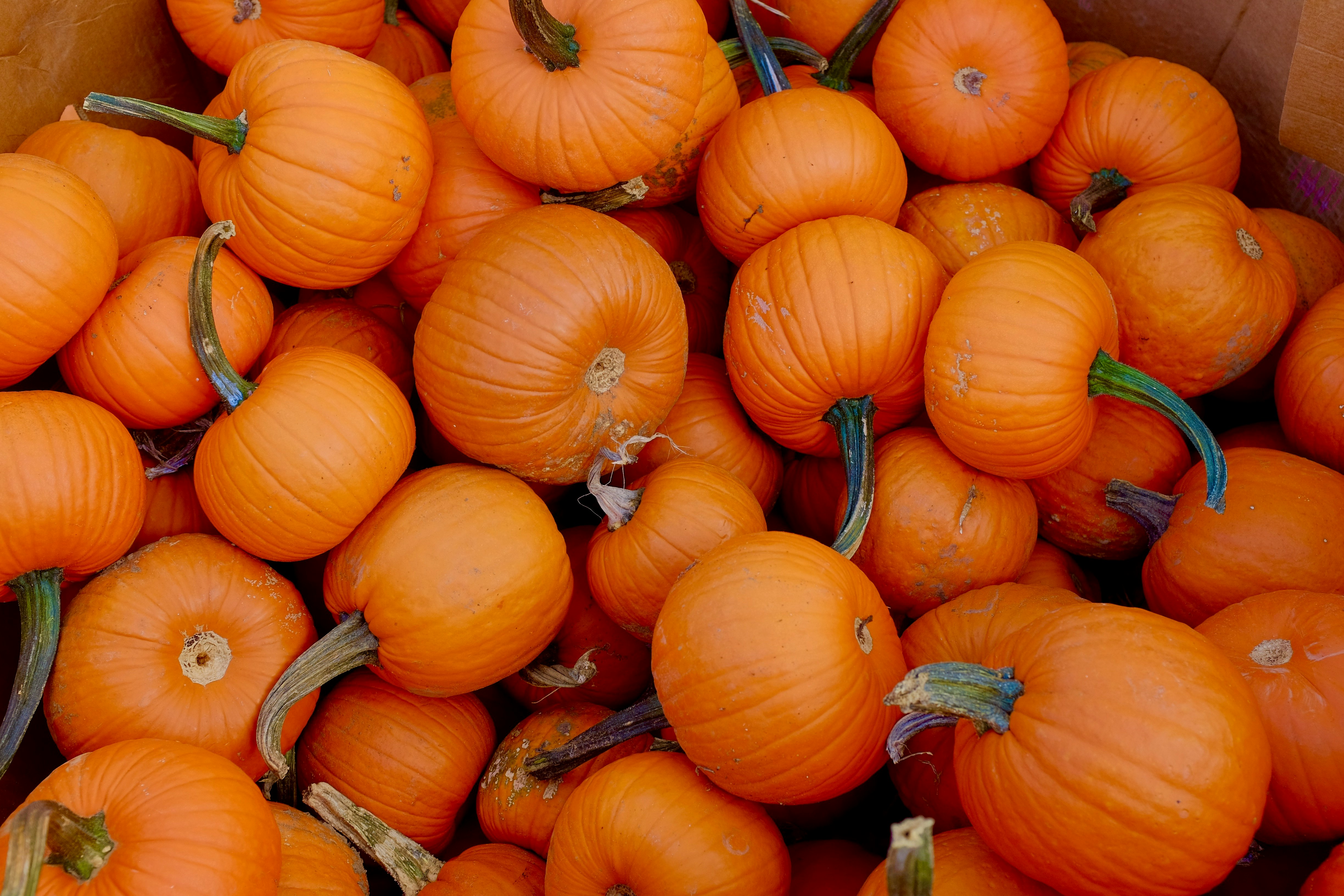 orange pumpkins on black metal rack