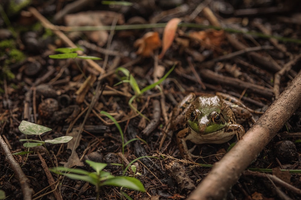 green frog on brown dried leaves