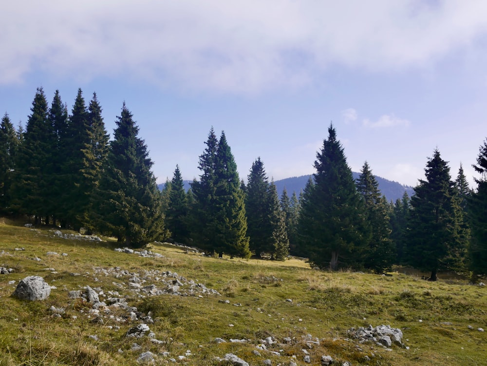 green pine trees under white clouds during daytime