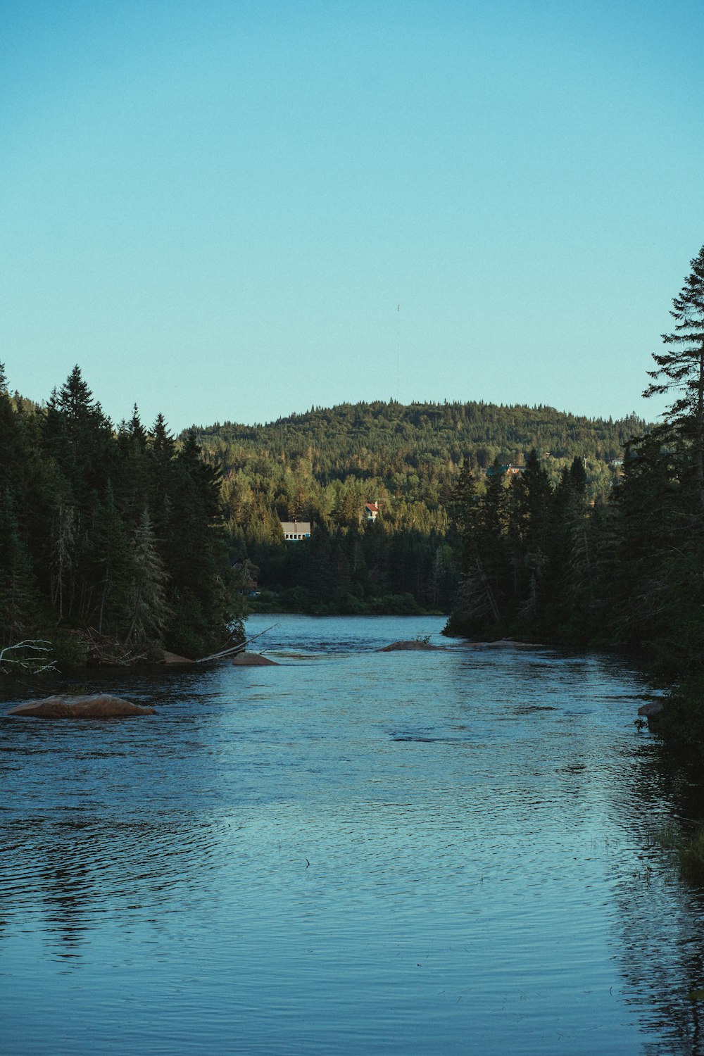 green trees beside river under blue sky during daytime