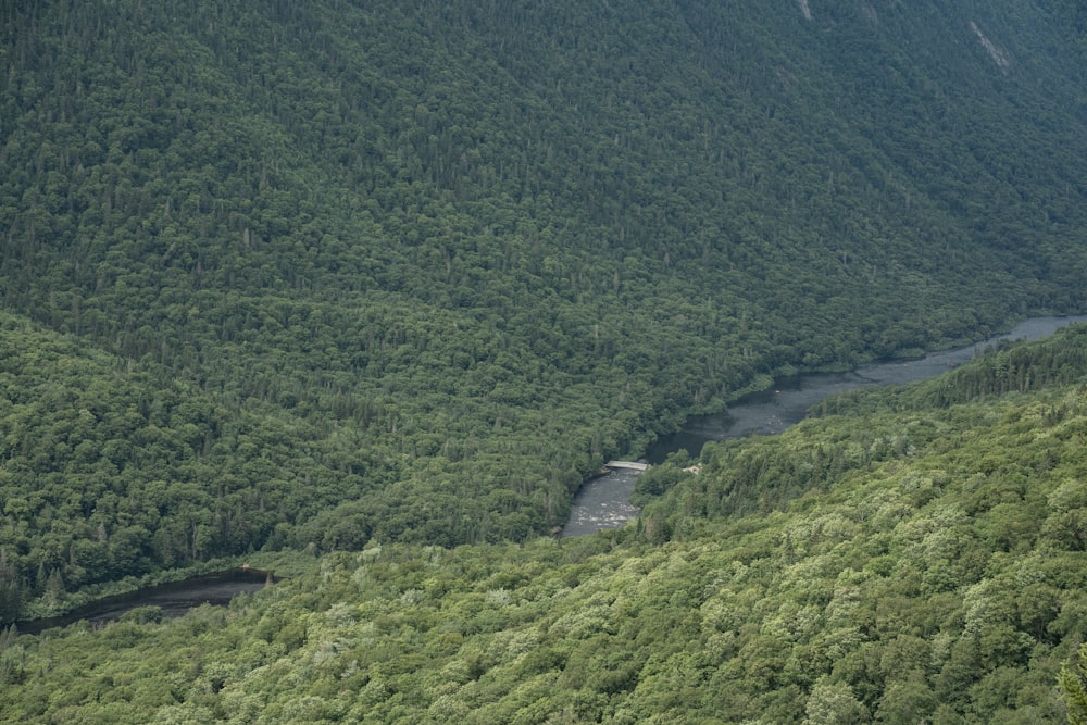 green trees on mountain during daytime