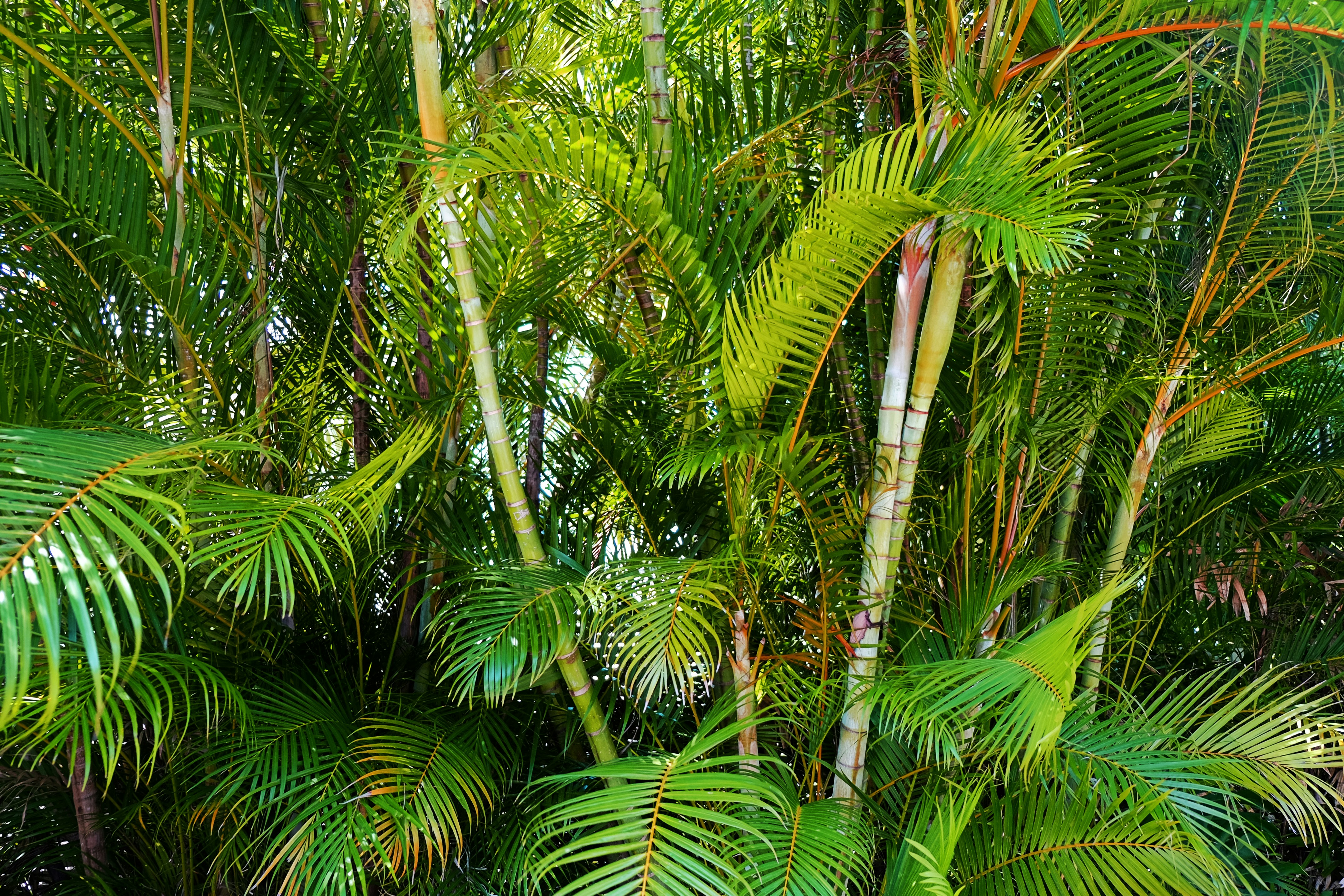 Lush tropical gardens