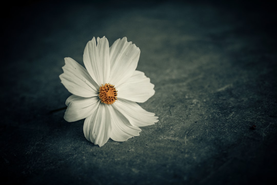 white daisy in close up photography