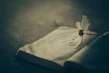An open book with delicate handwritten poetry on rustic paper
