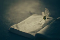 An open book with pages gently turning, set against a backdrop of soft rose and white tones.