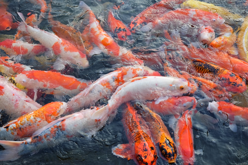 white and orange koi fish