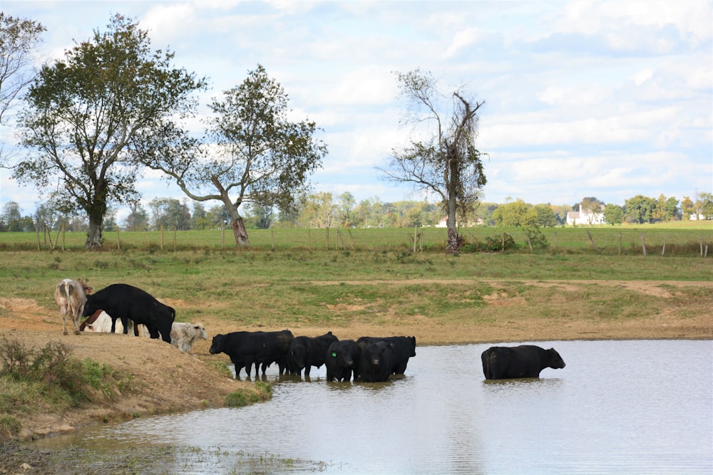 black cows on green grass field near body of water during daytime