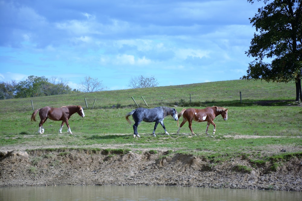 cavalos no campo de grama verde sob o céu azul durante o dia