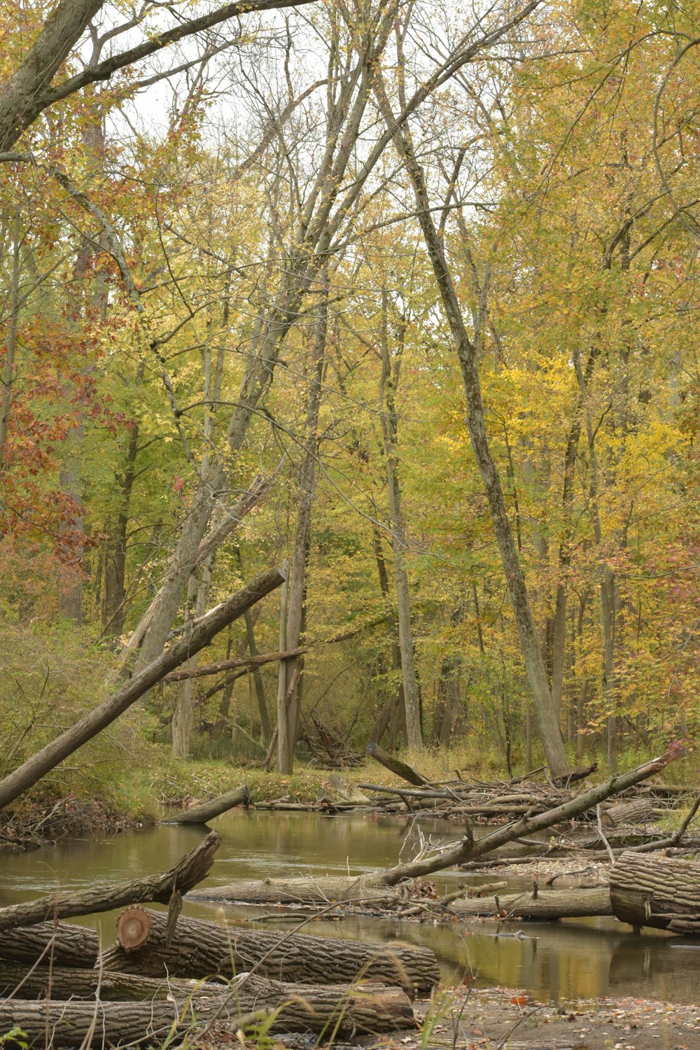 brown and green trees beside river during daytime