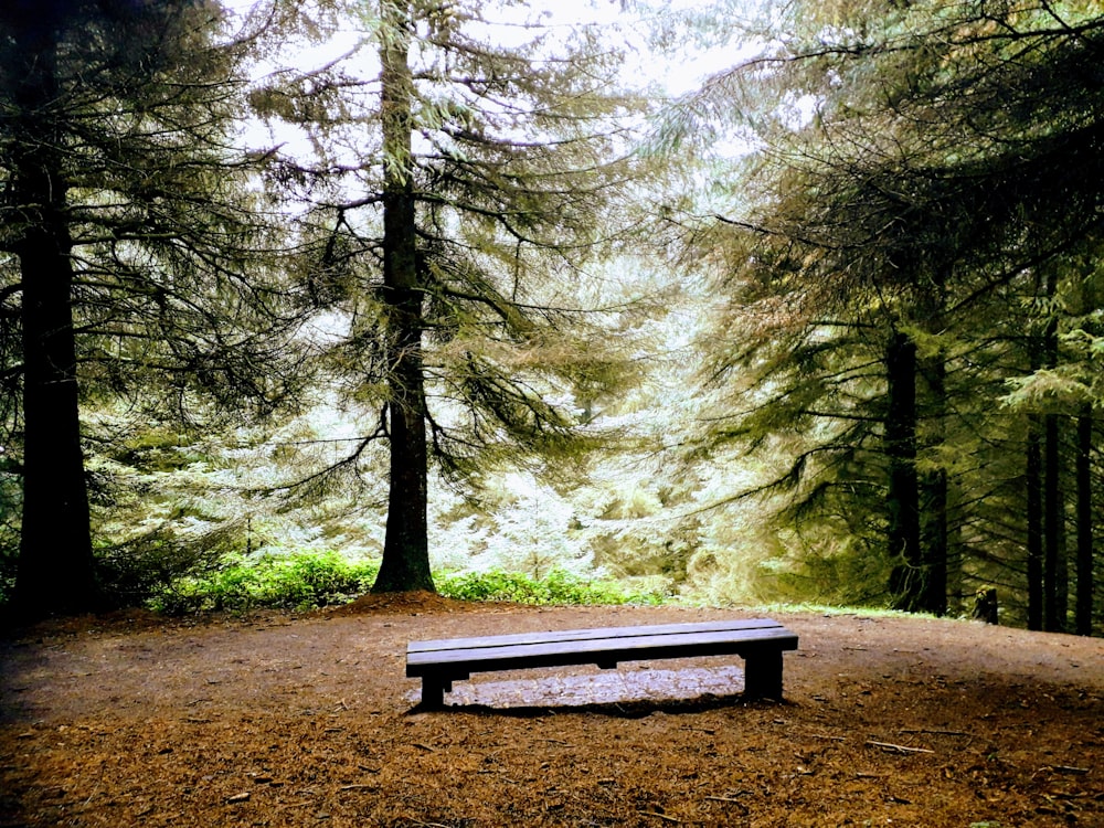 brown wooden bench in forest