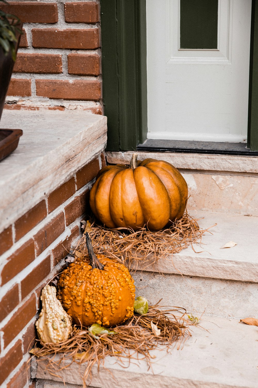 orange pumpkin on brown dried leaves