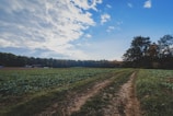 A wide expanse of farmland stretches across the image, with rows of crops leading towards a dense line of trees in the background. The sky above is partly cloudy with patches of blue visible, casting soft shadows over the landscape. A dirt path runs through the center, bordered by green vegetation.