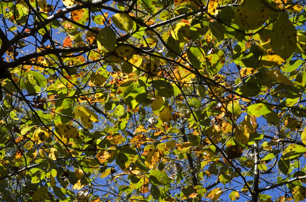 yellow and green leaves on tree