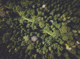 aerial view of green trees