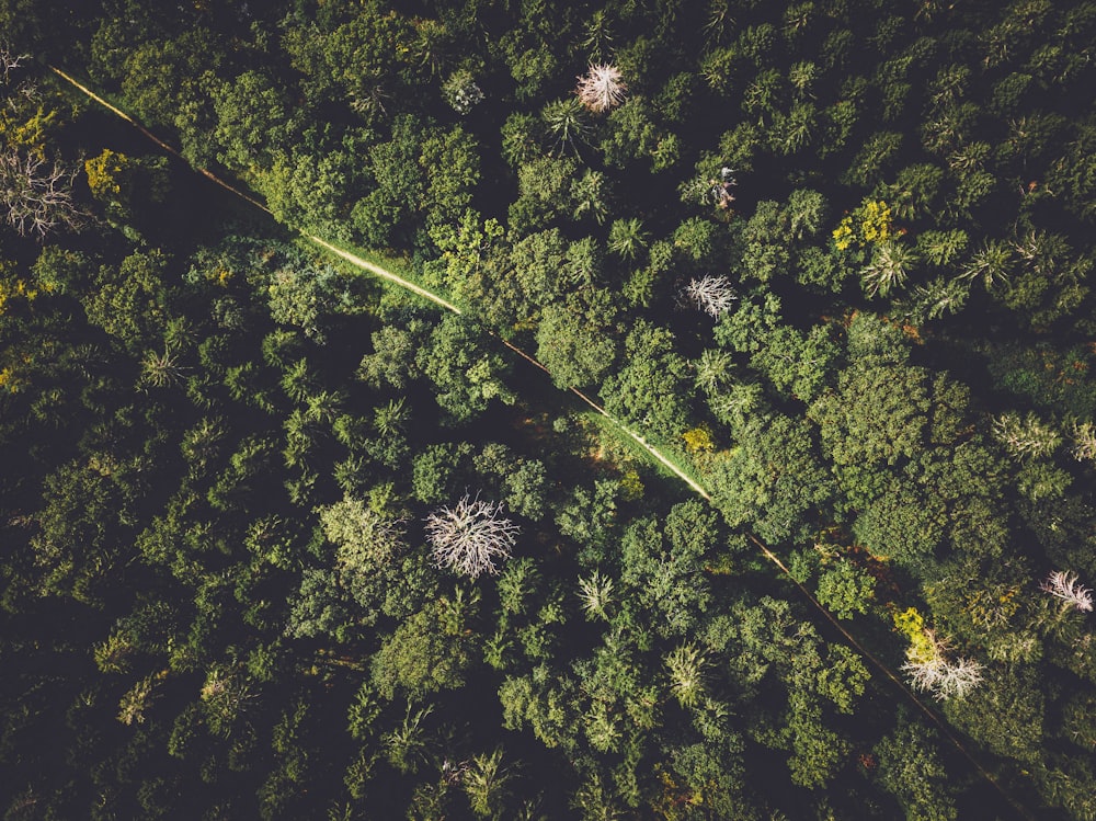 aerial view of green trees