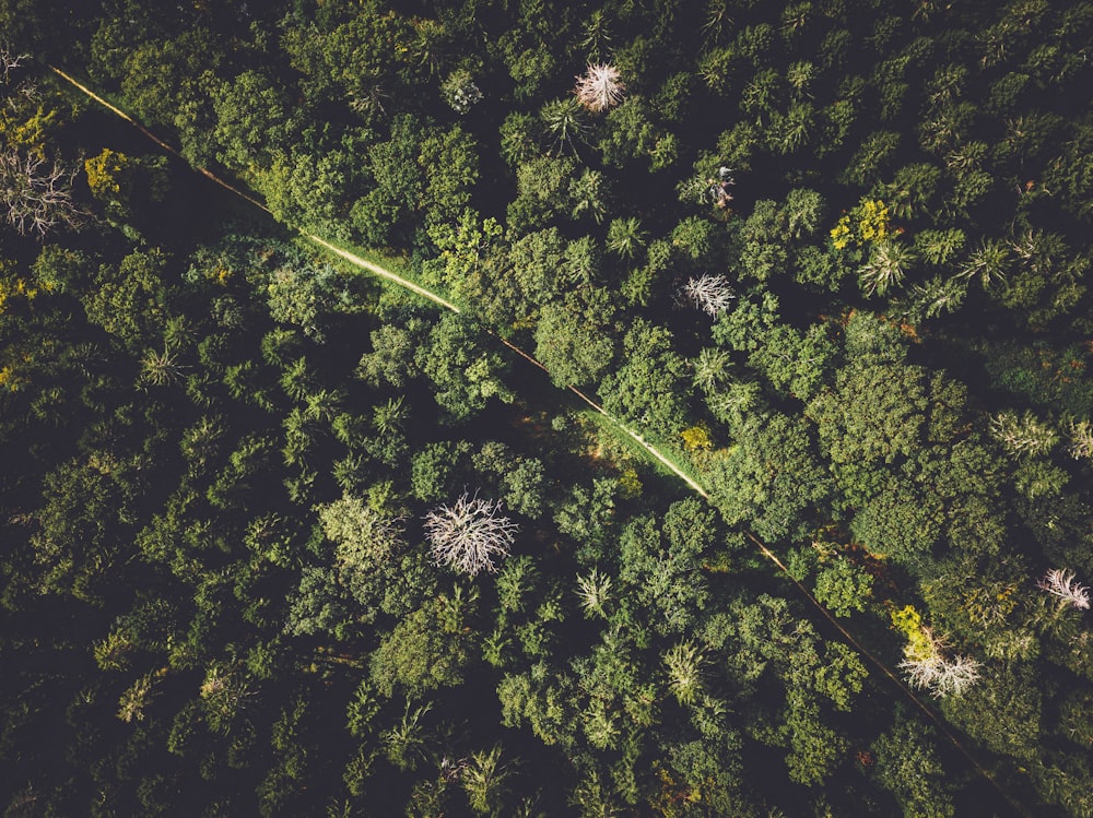 緑の木々の空中写真