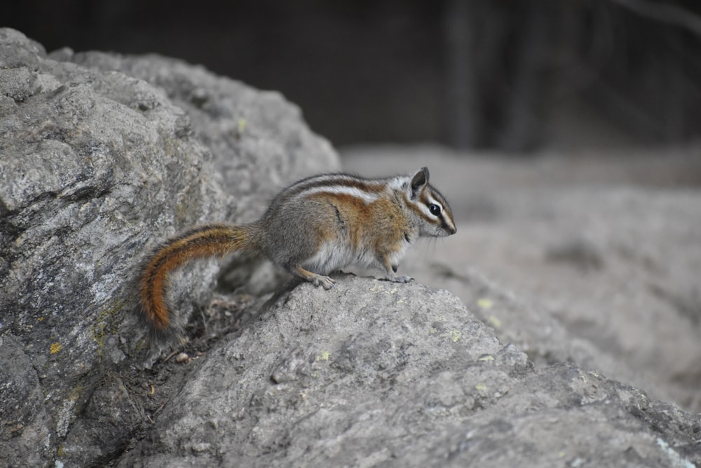 brown and white squirrel on gray rock