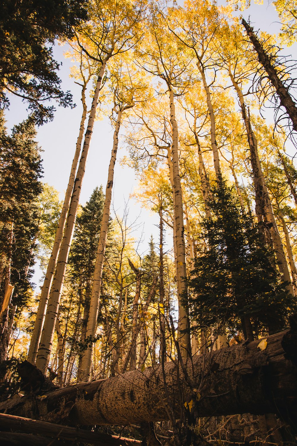 brown trees on forest during daytime