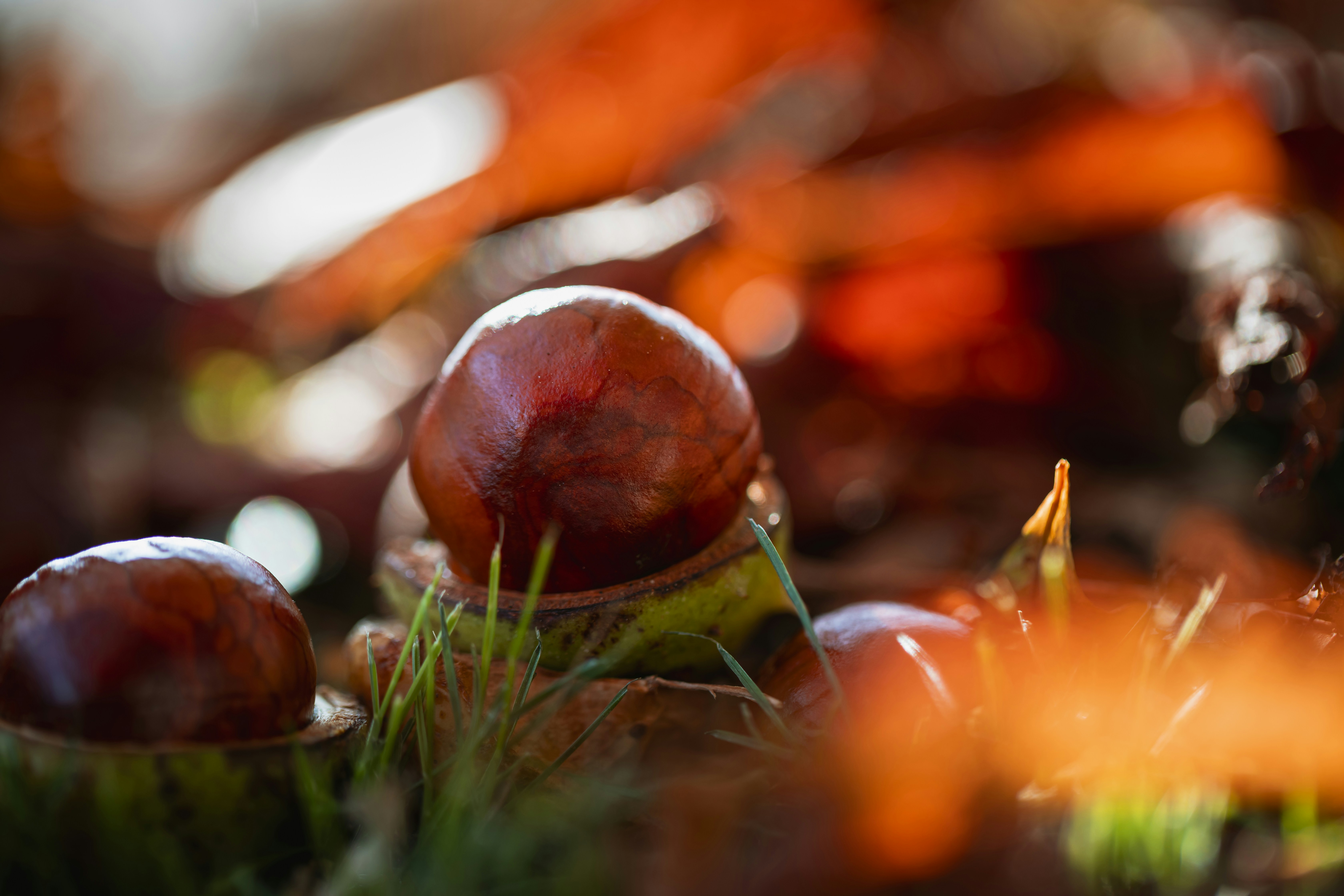 brown and green round fruit on green grass chestnuts teams background