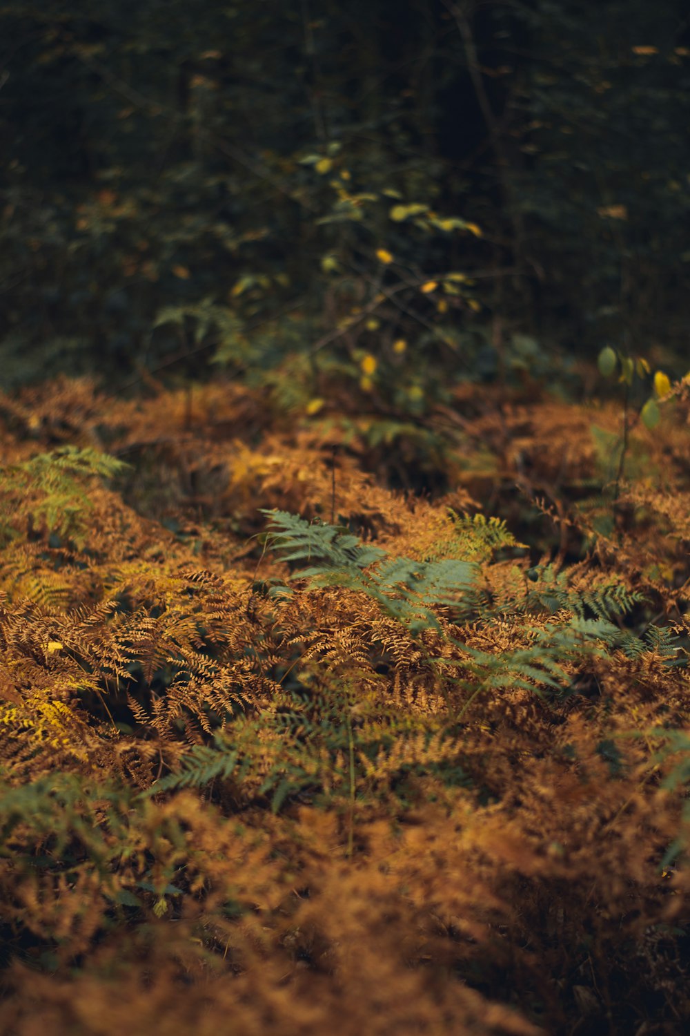 green grass on brown soil