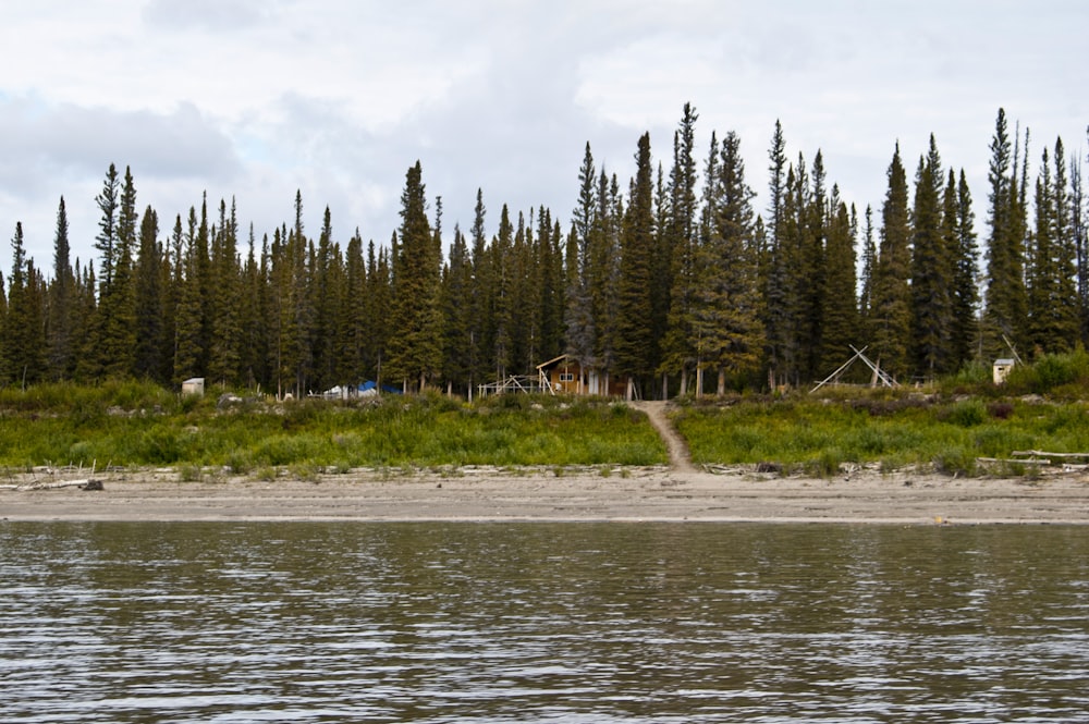 green trees beside body of water during daytime