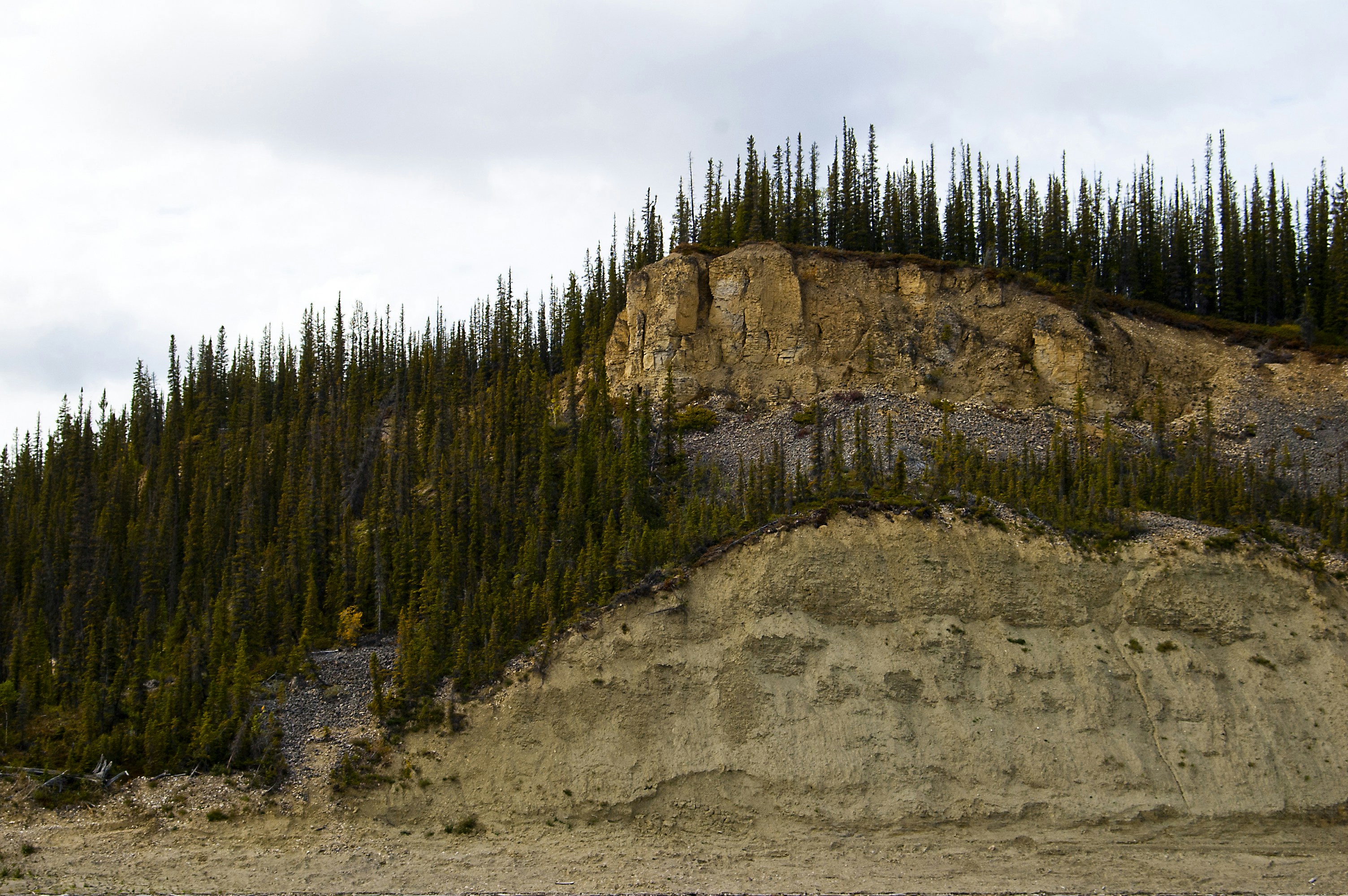 pini verdi su terreno marrone