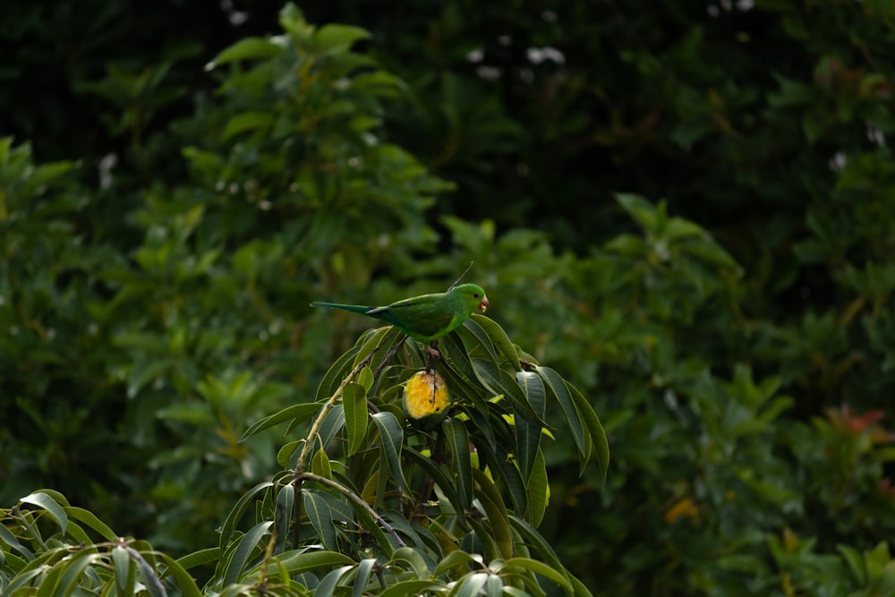 yellow bird on green plant during daytime