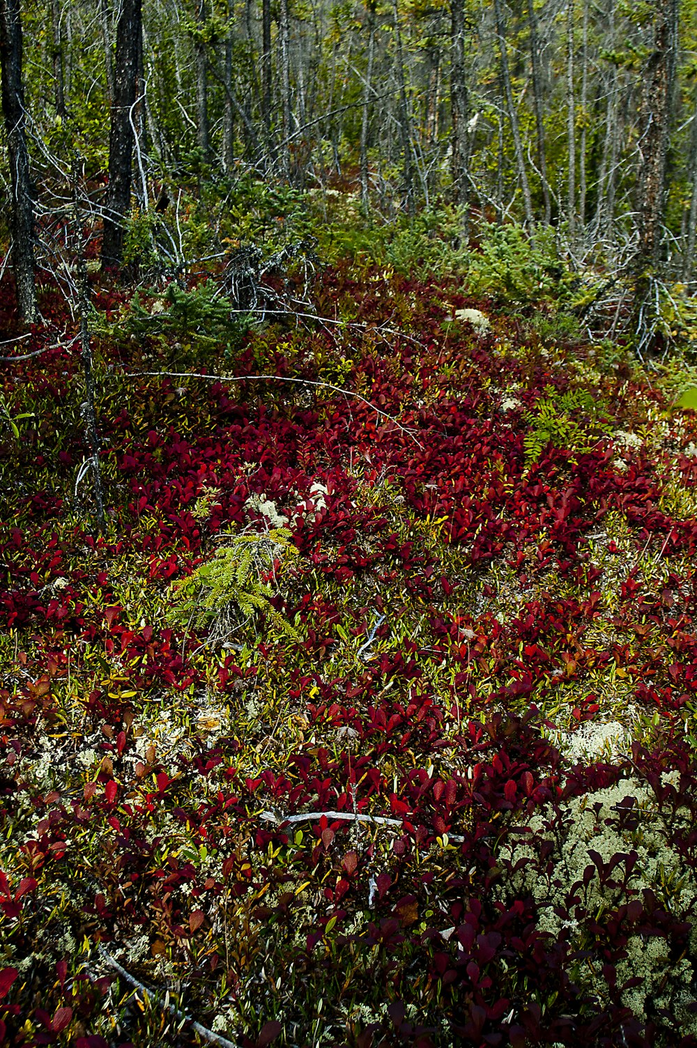 red and green leaves on ground