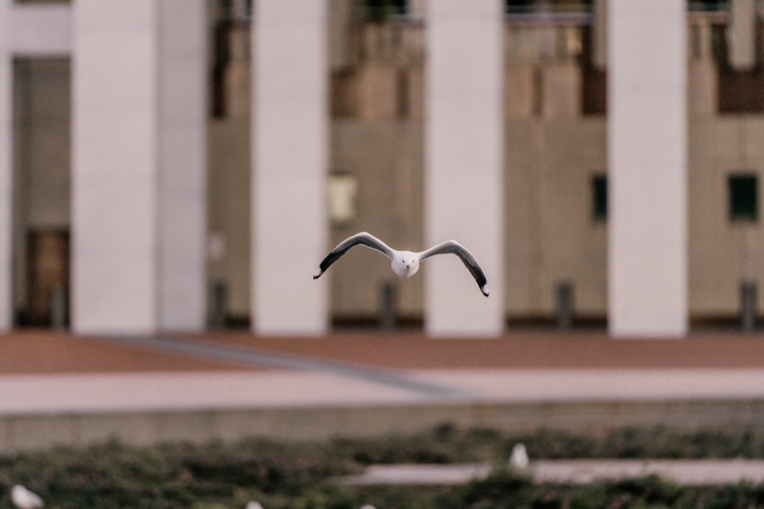 white bird flying over the building during daytime