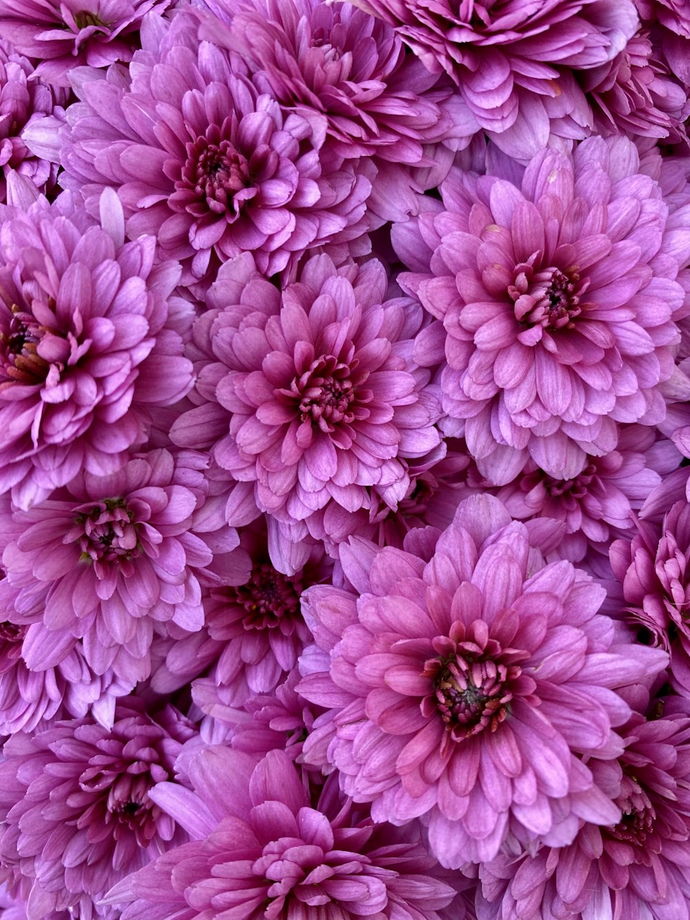 pink flowers in macro lens