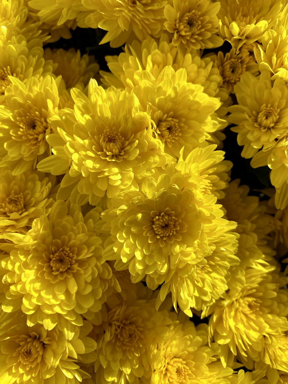 yellow flowers in macro lens