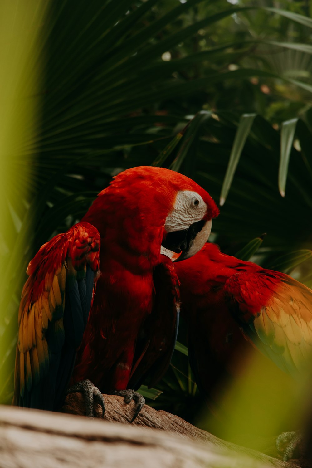 red and yellow macaw bird