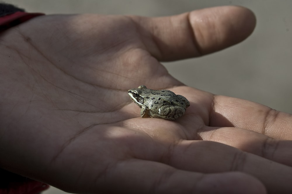 silver and black frog on persons hand