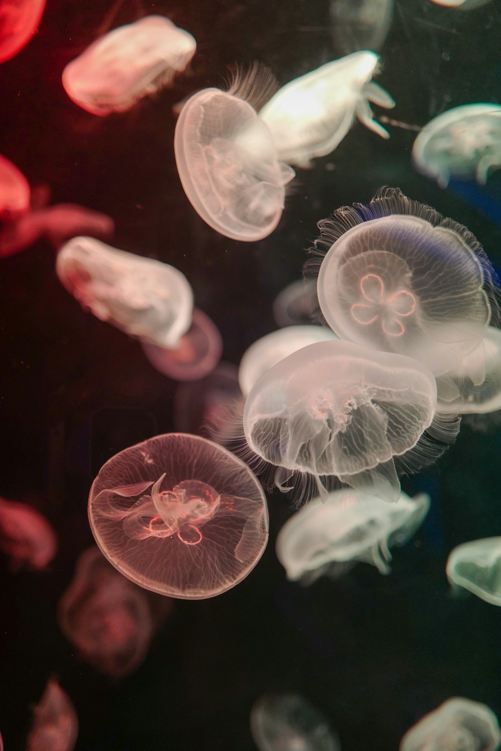 white and red jellyfish in water