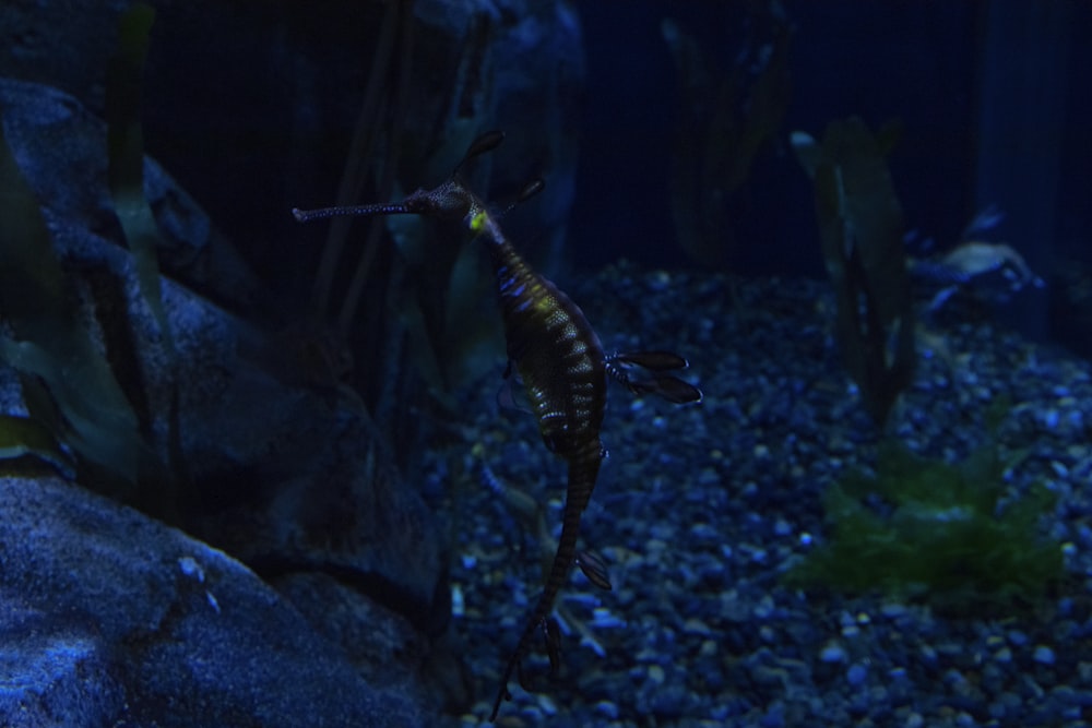 schwarzer und gelber Fisch im Aquarium