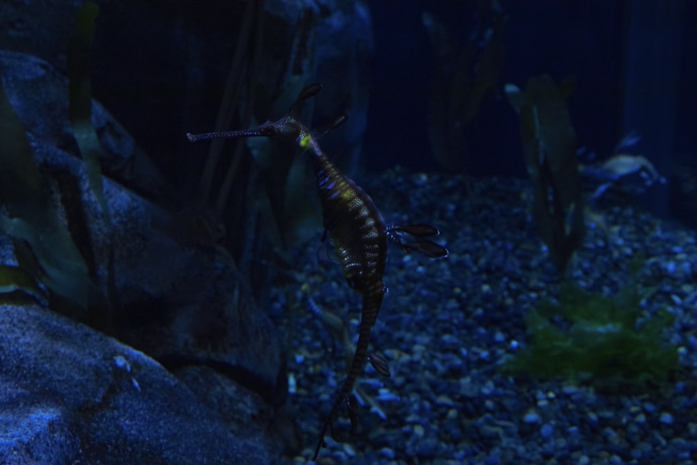 black and yellow fish in fish tank