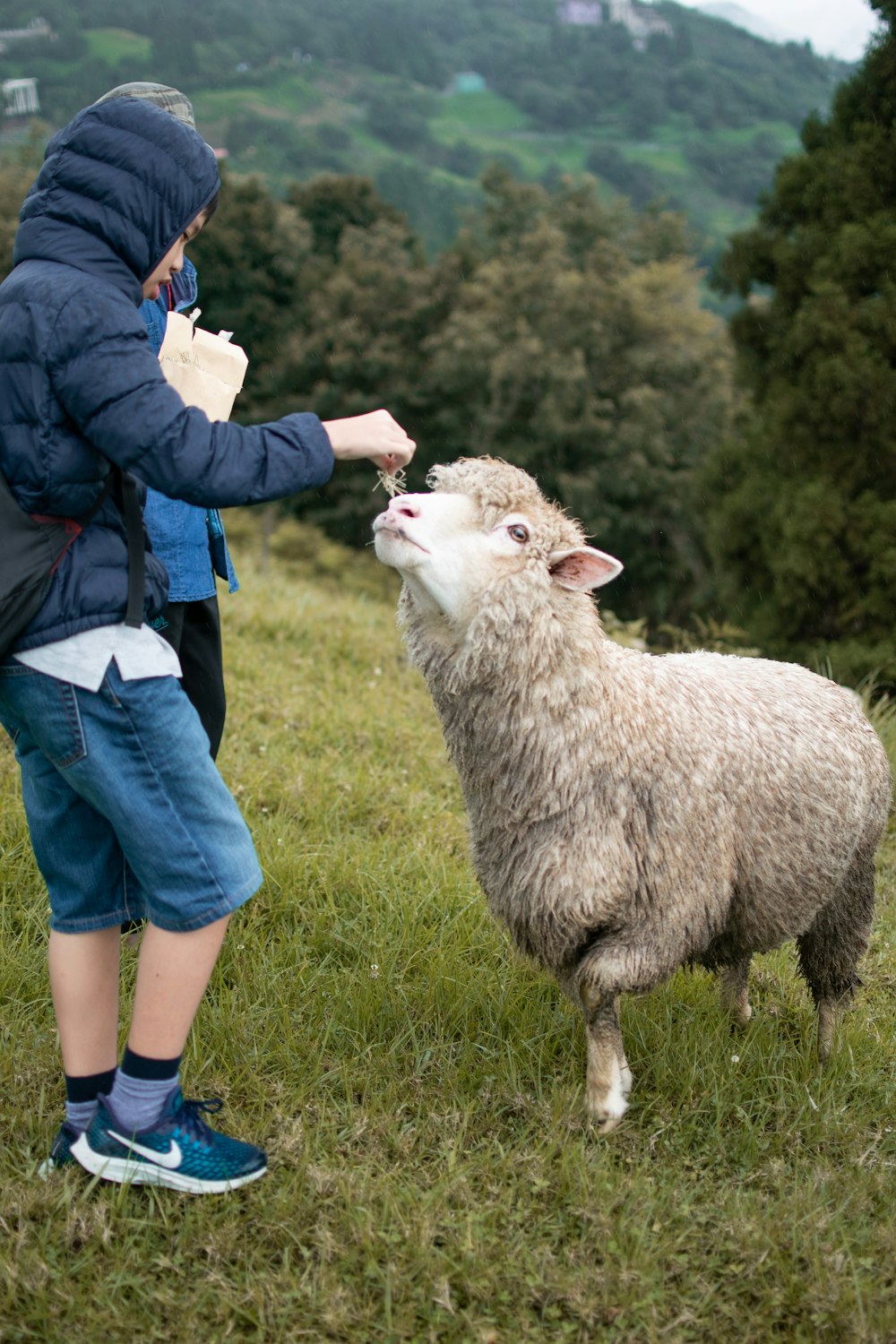 woman in blue denim jacket and blue denim jeans standing beside white sheep on green grass