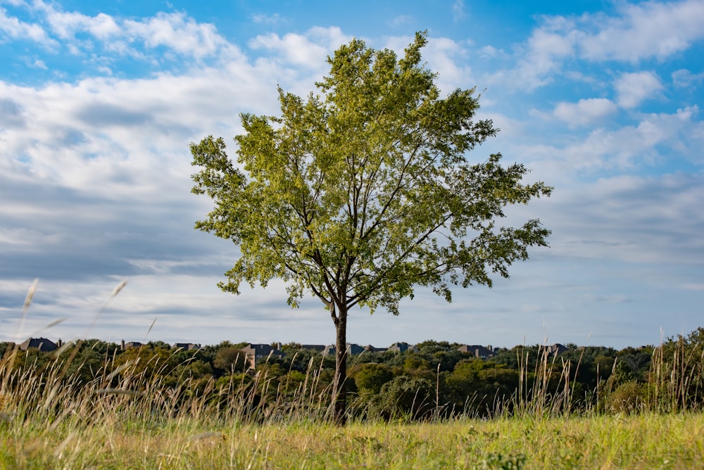 green tree on green grass field under blue sky during daytime