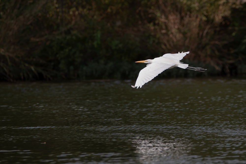 white bird flying over the lake during daytime