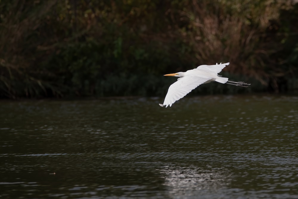 昼間に湖の上を飛ぶ白い鳥