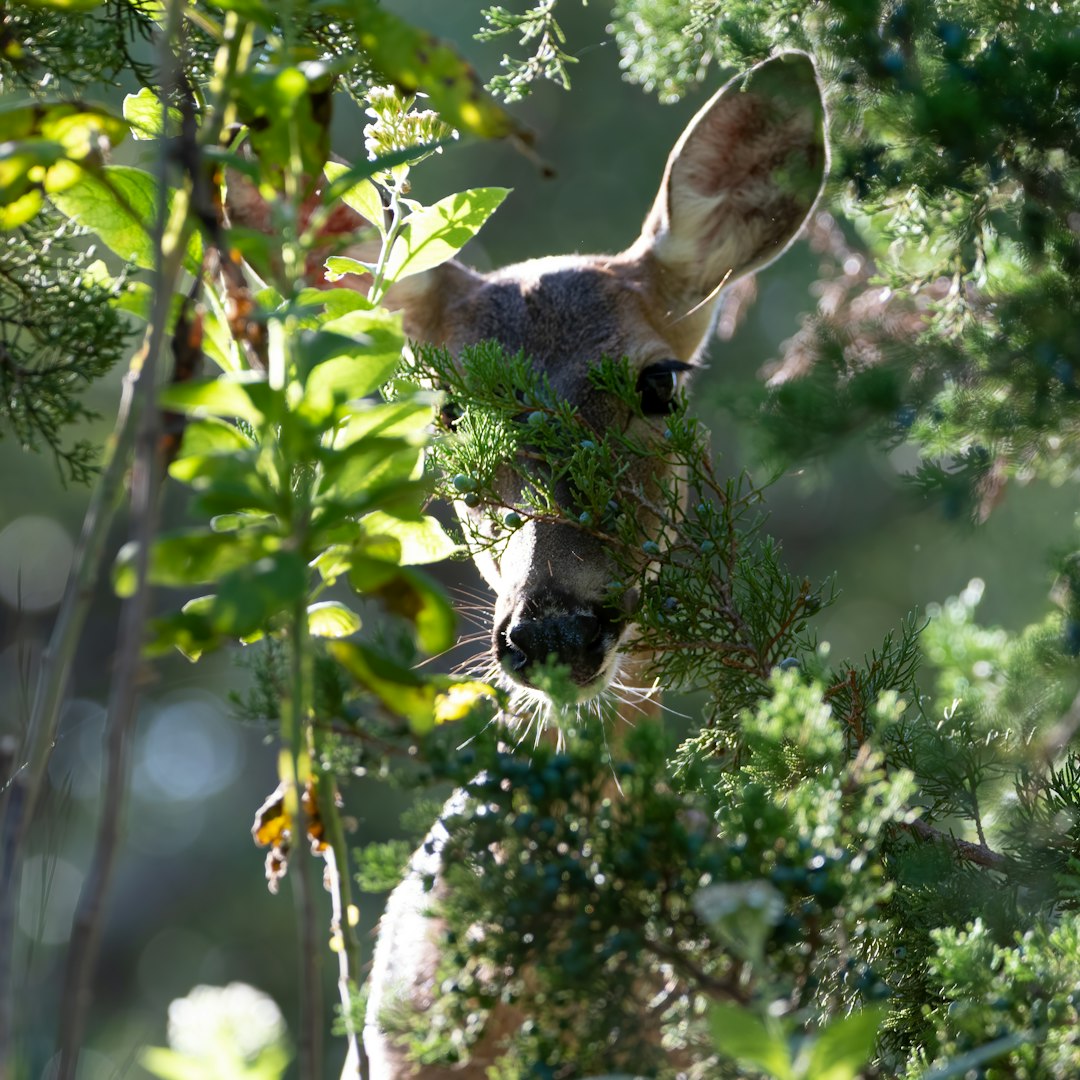 white and brown deer head on green plant during daytime