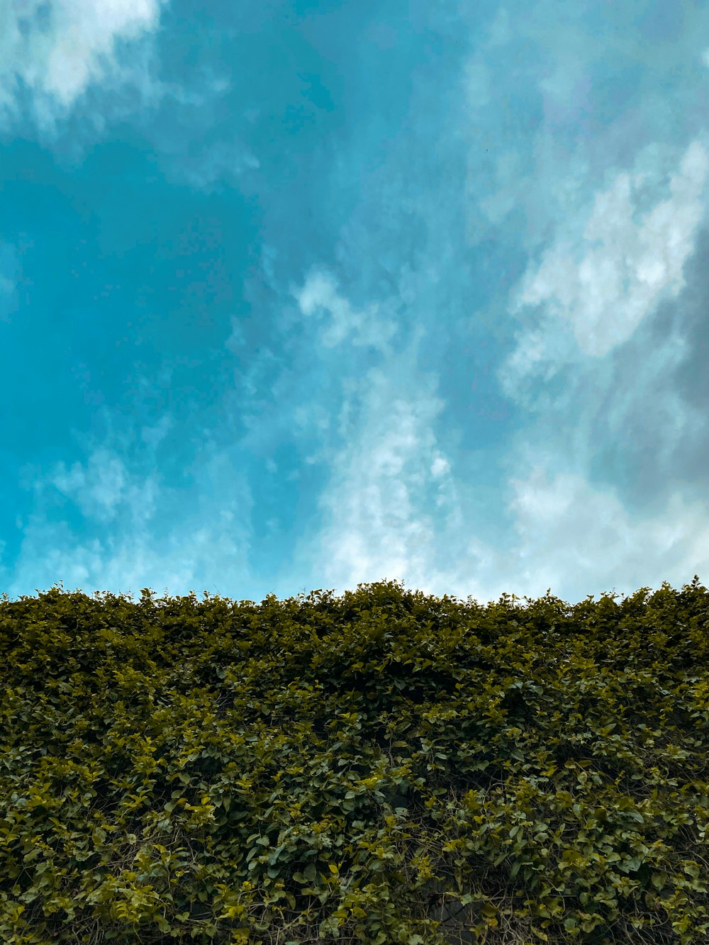 erba verde sotto cielo blu e nuvole bianche durante il giorno