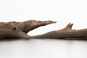 A large piece of driftwood is positioned horizontally across the image, extending above a smooth, reflective body of water. The wood is weathered, with a textured surface and dark, earthy tones. The background is a stark white, creating a minimalistic and serene atmosphere.